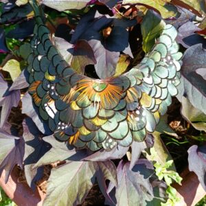 Collection  Lumineuse – Plastron PM